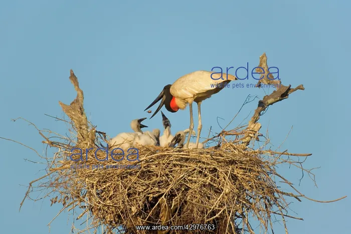  : Jabiru Stork - adult standing on its nest feeding
