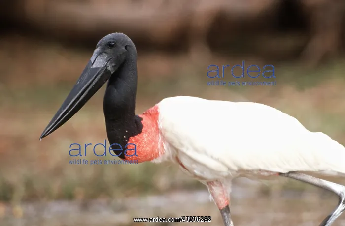 : JABIRU STORK - close-up : JABIRU STORK - close-up