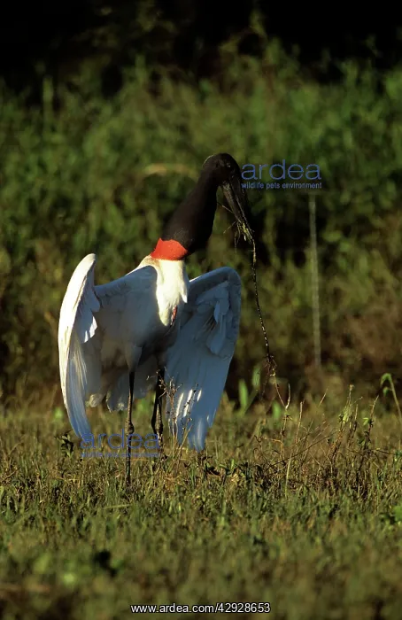 : Jabiru Stork - collecting nest material : Jabiru Stork - collecting nest material