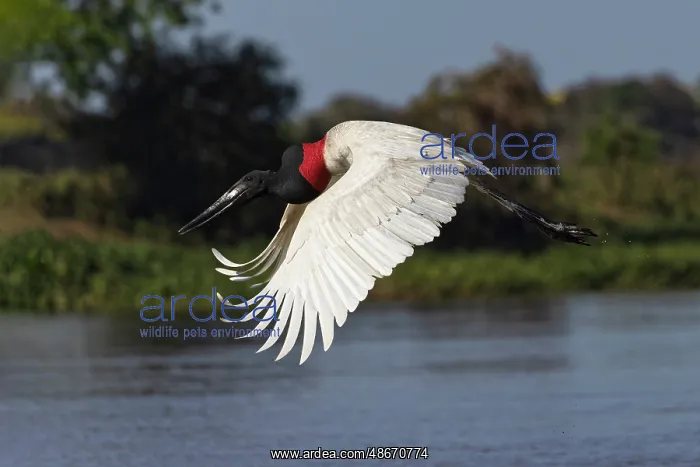 : Jabiru stork in flight. Mato Grosso, Pantanal, Brazil, South : Jabiru stork in flight. Mato Grosso, Pantanal, Brazil, South