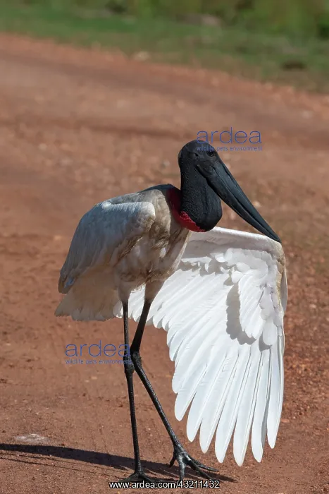 : Jabiru stork (Jabiru mycteria) open wing, Pantanal : Jabiru stork (Jabiru mycteria) open wing, Pantanal