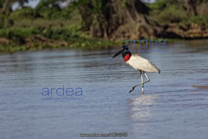 : Jabiru stork. Mato Grosso, Pantanal, Brazil, South America : Jabiru stork. Mato Grosso, Pantanal, Brazil, South America