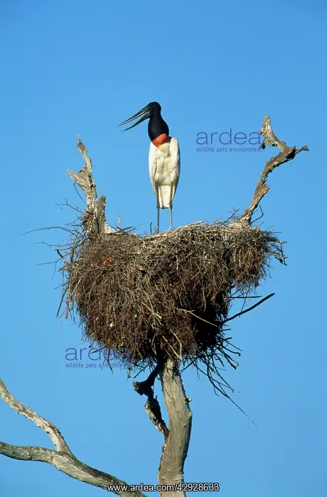 : Jabiru STORK - on nest : Jabiru STORK - on nest