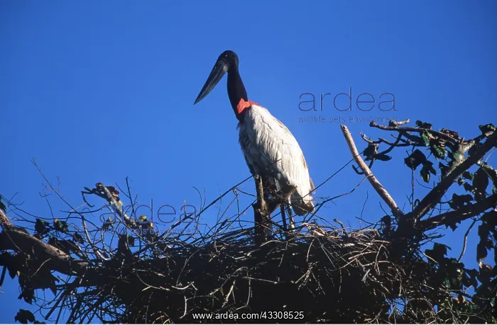 : JABIRU STORK - on nest : JABIRU STORK - on nest
