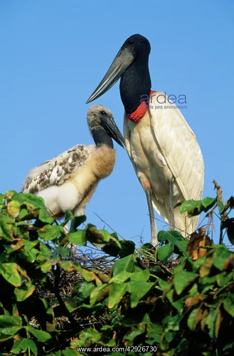 : Jabiru Stork - on nest. Tropical America : Jabiru Stork - on nest. Tropical America