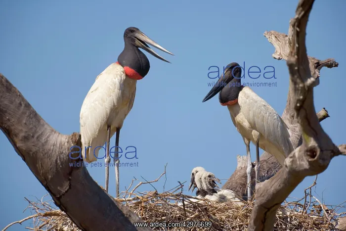 : Jabiru Stork - pair standing on their nest which : Jabiru Stork - pair standing on their nest which