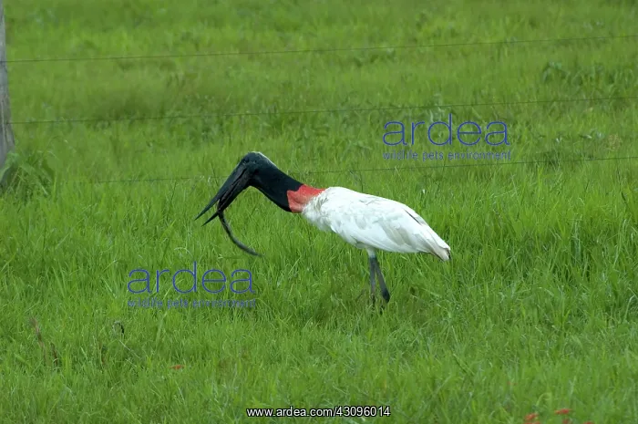 : Jabiru Stork Swallowing an Eel : Jabiru Stork Swallowing an Eel