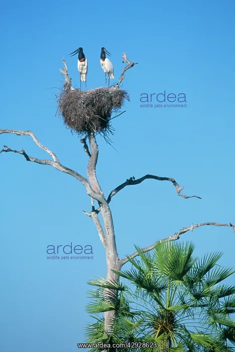 : Jabiru STORK - X2 on nest : Jabiru STORK - X2 on nest