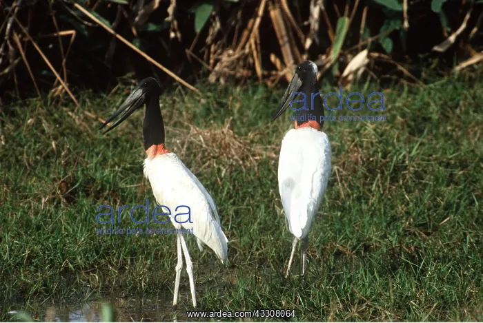  : JABIRU STORKS