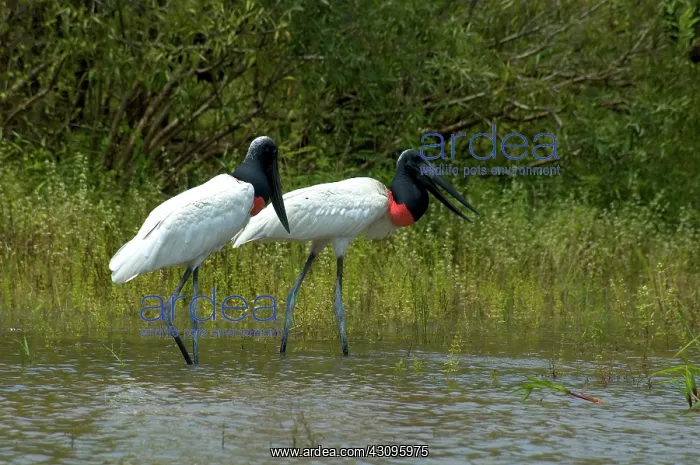 : Jabiru Storks, Brazil : Jabiru Storks, Brazil