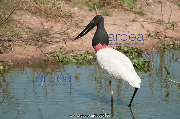 : Jabiru wading in shallow pool : Jabiru wading in shallow pool