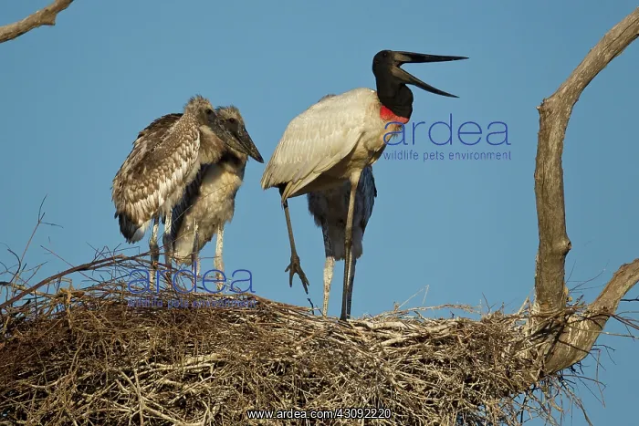 : Jabiru with young : Jabiru with young