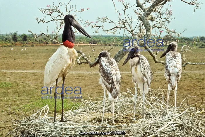 : Jabiru with young at nest : Jabiru with young at nest