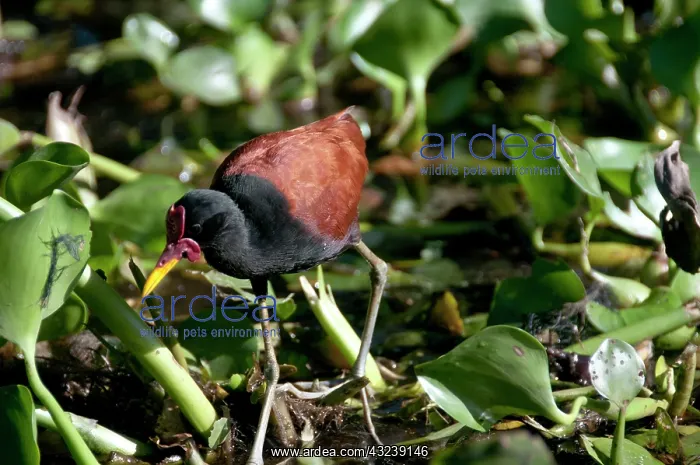: Jacanas are called Jesus Birds because : Jacanas are called Jesus Birds because