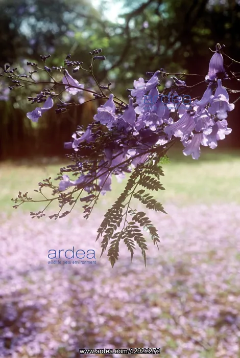 : Jacaranda - in blossom : Jacaranda - in blossom