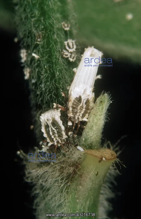 : Jacaranda bug : Jacaranda bug
