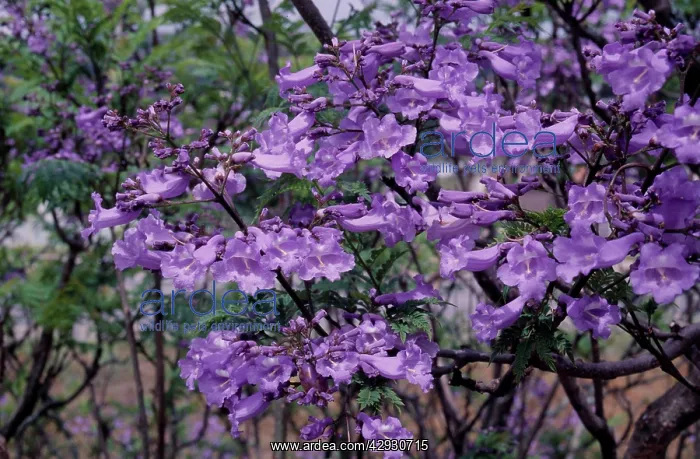 : JACARANDA - close-up of the blossom : JACARANDA - close-up of the blossom