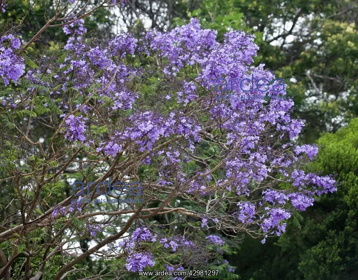 : Jacaranda - Flowering : Jacaranda - Flowering