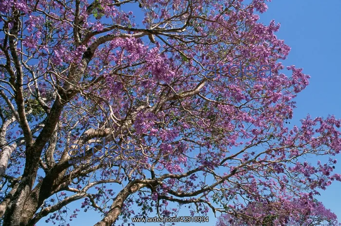 : JACARANDA tree in bloom / blossom : JACARANDA tree in bloom / blossom