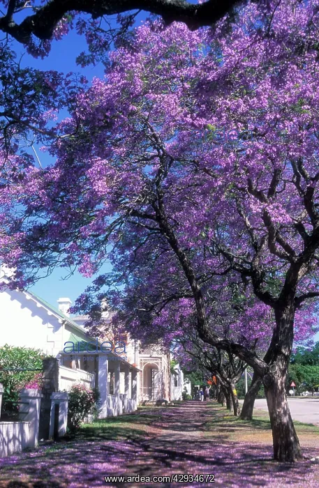 : JACARANDA Tree - in blossom : JACARANDA Tree - in blossom