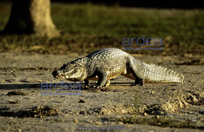 : Jacare CAIMAN : Jacare CAIMAN