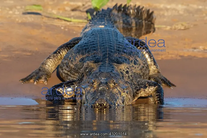 : Jacare caiman (Caiman yacare) on bank, Pantanal : Jacare caiman (Caiman yacare) on bank, Pantanal