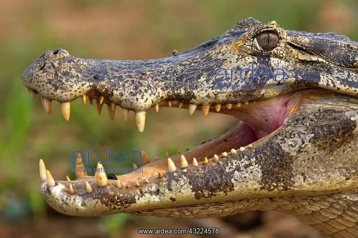 : Jacare Caiman or Yacare Caiman : Jacare Caiman or Yacare Caiman