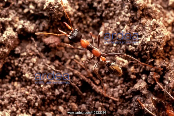  : Jack Jumper - one of several smaller bulldog ants