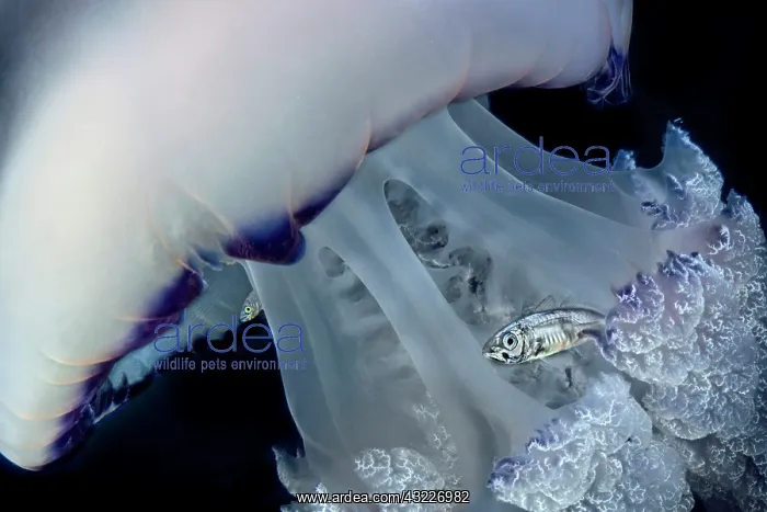 : Jack Mackerel (Trachurus sp) juveniles using a Jellyfish : Jack Mackerel (Trachurus sp) juveniles using a Jellyfish