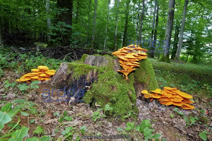 : Jack-o'-lantern mushroom highly toxic fungus growing : Jack-o'-lantern mushroom highly toxic fungus growing
