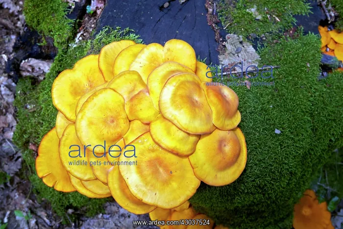 : Jack-o'-lantern mushroom highly toxic fungus growing : Jack-o'-lantern mushroom highly toxic fungus growing