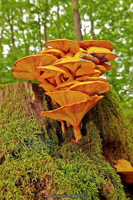 : Jack-o'-lantern mushroom highly toxic fungus growing : Jack-o'-lantern mushroom highly toxic fungus growing