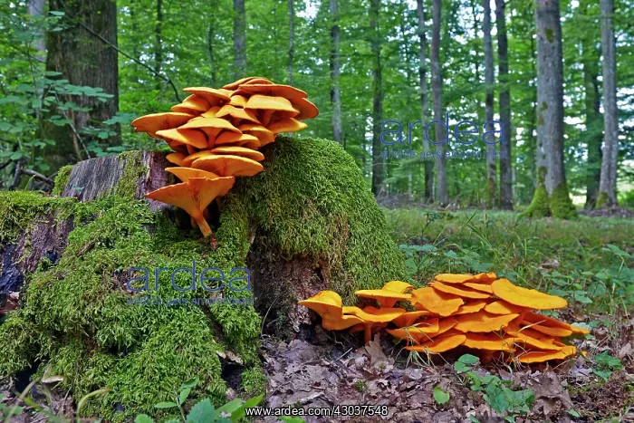 : Jack-o'-lantern mushroom highly toxic fungus growing : Jack-o'-lantern mushroom highly toxic fungus growing