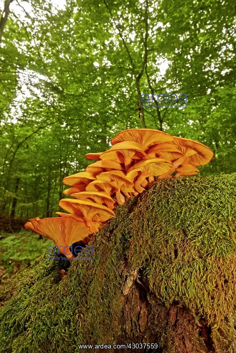 : Jack-o'-lantern mushroom highly toxic fungus growing : Jack-o'-lantern mushroom highly toxic fungus growing