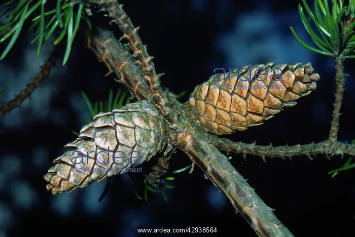 : JACK PINE - Close-up x two cones : JACK PINE - Close-up x two cones