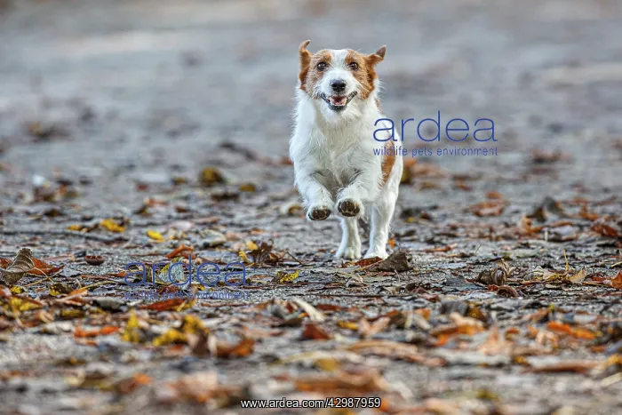 : Jack Russel Terrier (Canis lupus familiaris) - in : Jack Russel Terrier (Canis lupus familiaris) - in