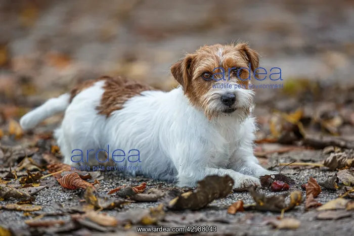 : Jack Russel Terrier (Canis lupus familiaris) - in : Jack Russel Terrier (Canis lupus familiaris) - in