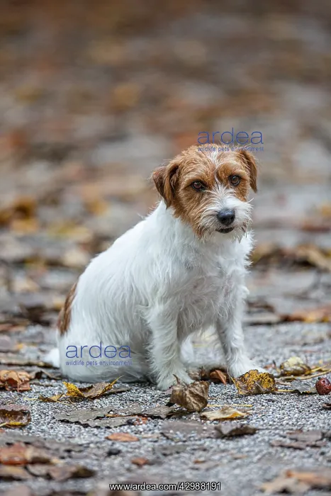 : Jack Russel Terrier (Canis lupus familiaris) - in : Jack Russel Terrier (Canis lupus familiaris) - in