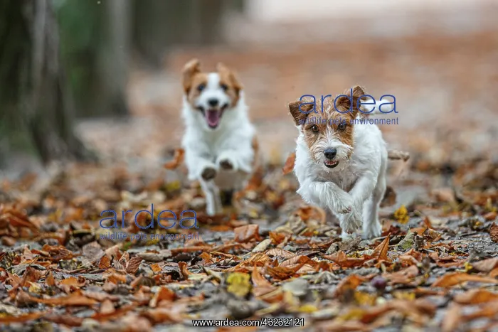 : Jack Russel Terrier (Canis lupus familiaris) - in : Jack Russel Terrier (Canis lupus familiaris) - in