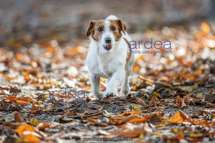 : Jack Russel Terrier (Canis lupus familiaris) - in : Jack Russel Terrier (Canis lupus familiaris) - in