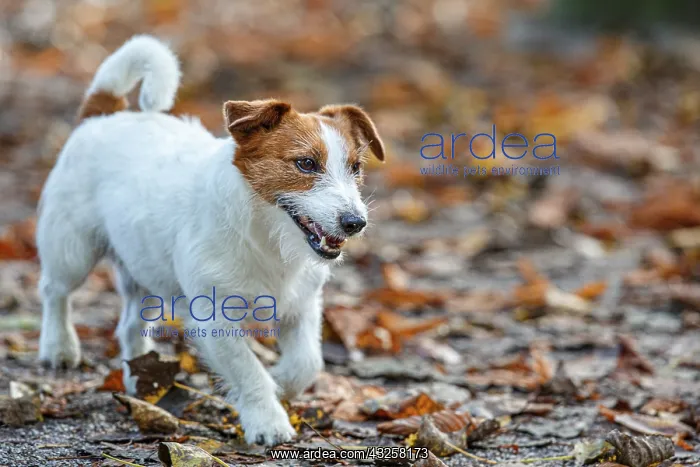: Jack Russel Terrier (Canis lupus familiaris) - in : Jack Russel Terrier (Canis lupus familiaris) - in