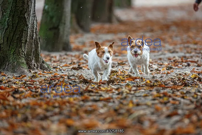 : Jack Russel Terrier (Canis lupus familiaris) - in : Jack Russel Terrier (Canis lupus familiaris) - in