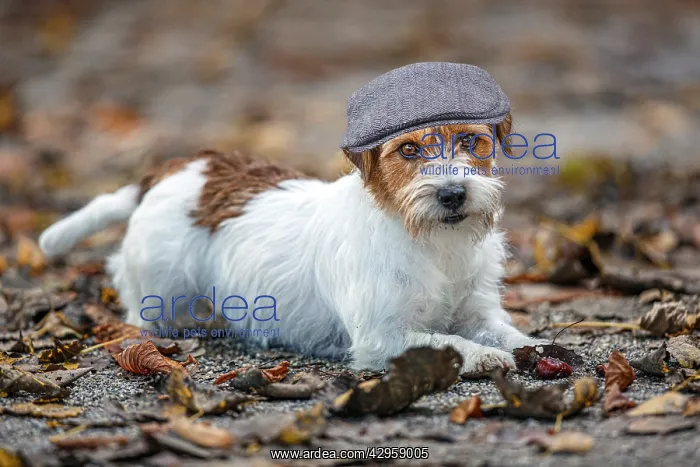 : Jack Russel Terrier (Canis lupus familiaris) - in a park amo : Jack Russel Terrier (Canis lupus familiaris) - in a park amo