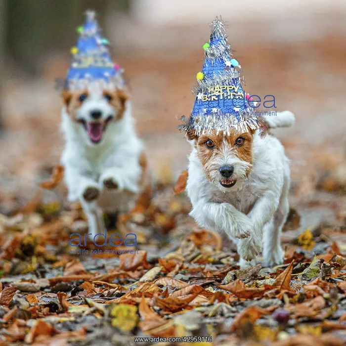 : Jack Russel Terrier (Canis lupus familiaris) - in a park amo : Jack Russel Terrier (Canis lupus familiaris) - in a park amo
