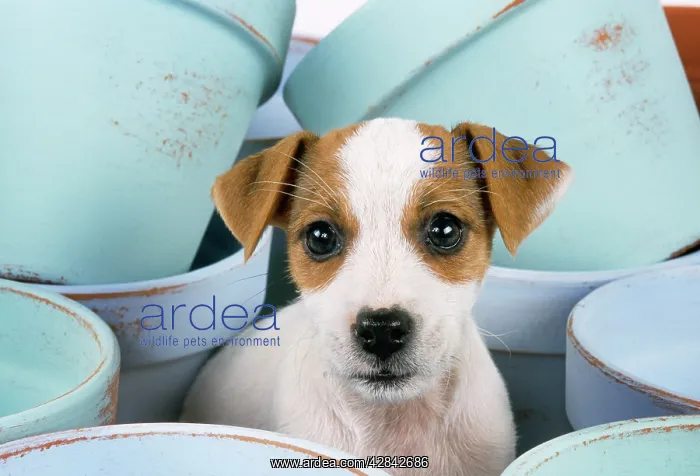  : Jack Russel Terrier Dog - puppy among flower pots