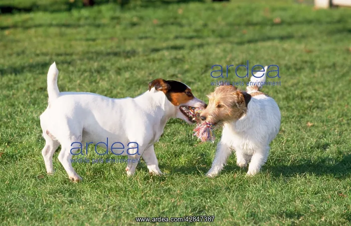  : Jack Russel Terrier Dogs - playing