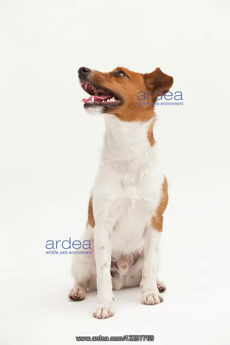 : A Jack Russel Terrier performing different postures : A Jack Russel Terrier performing different postures