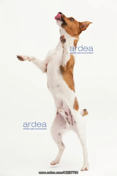 : A Jack Russel Terrier performing different postures : A Jack Russel Terrier performing different postures