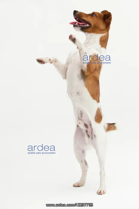 : A Jack Russel Terrier performing different postures : A Jack Russel Terrier performing different postures