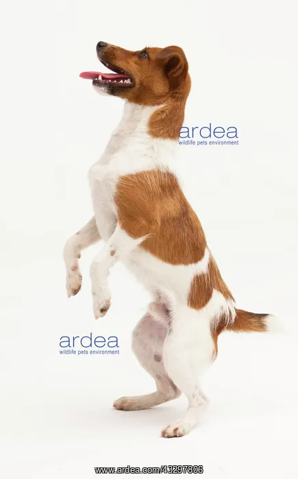 : A Jack Russel Terrier performing different postures : A Jack Russel Terrier performing different postures